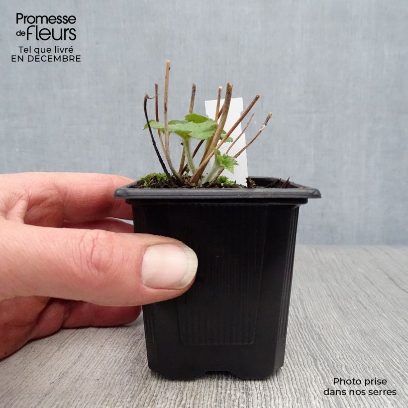 Example of Anemone Honorine Jobert - Herfstanemoon Kweekpotje van 8/9 cm as you get in hiver