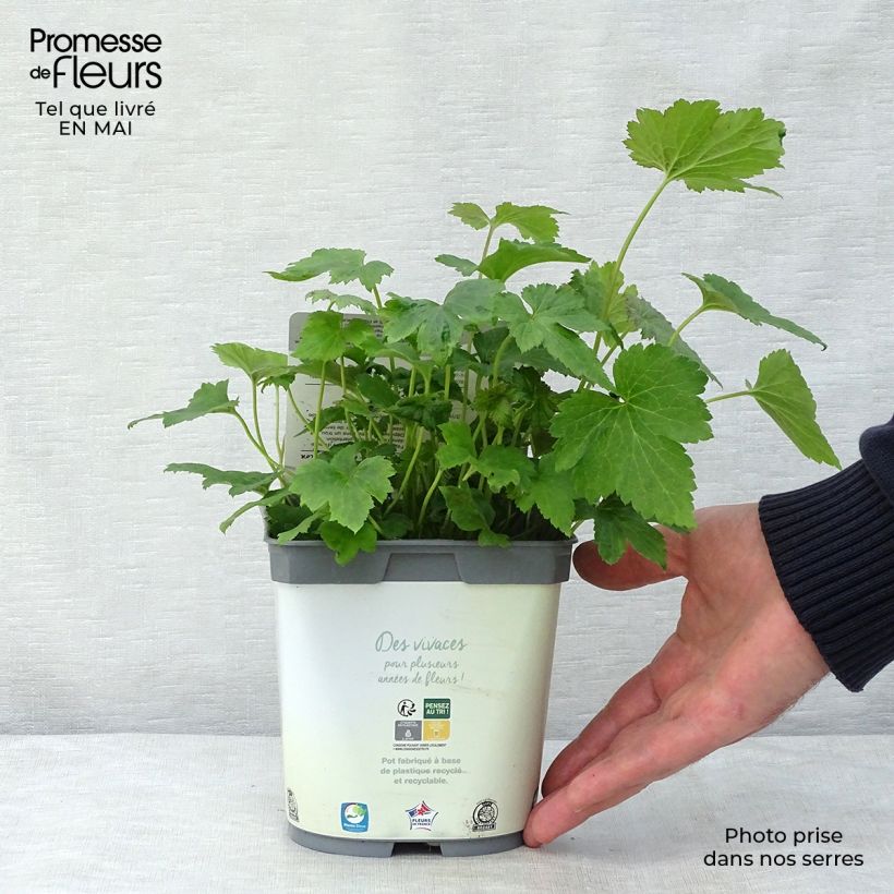 Exemplaar van Anemone Honorine Jobert - Herfstanemoon Pot van 2 l/3 l zoals geleverd in de lente