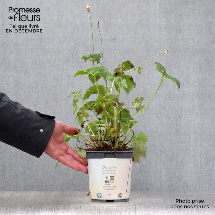 Example of Anemone Honorine Jobert - Herfstanemoon Pot van 2 l/3 l as you get in hiver