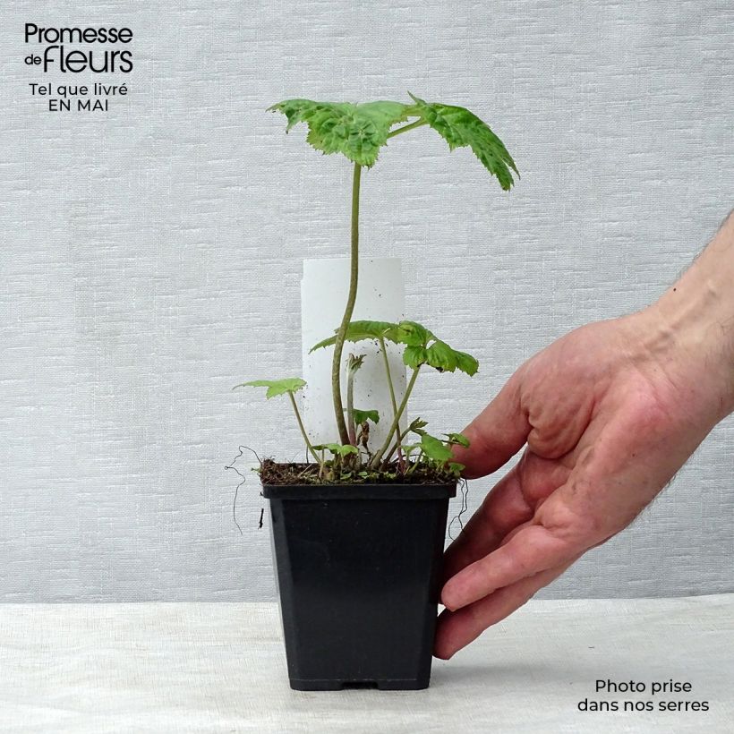 Exemplaar van Anemone Honorine Jobert - Herfstanemoon Kweekpotje van 8/9 cm zoals geleverd in de lente