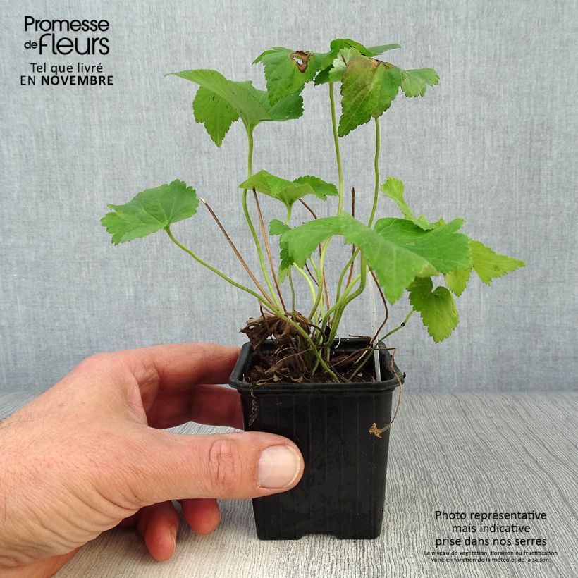 Exemplaar van Anemone Honorine Jobert - Herfstanemoon Kweekpotje van 8/9 cm zoals geleverd in de herfst