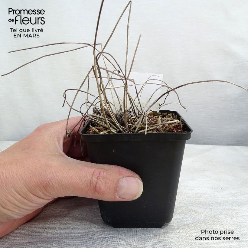 Example of Anemone Margarete - Herfstanemoon Kweekpotje van 8/9 cm as you get in hiver