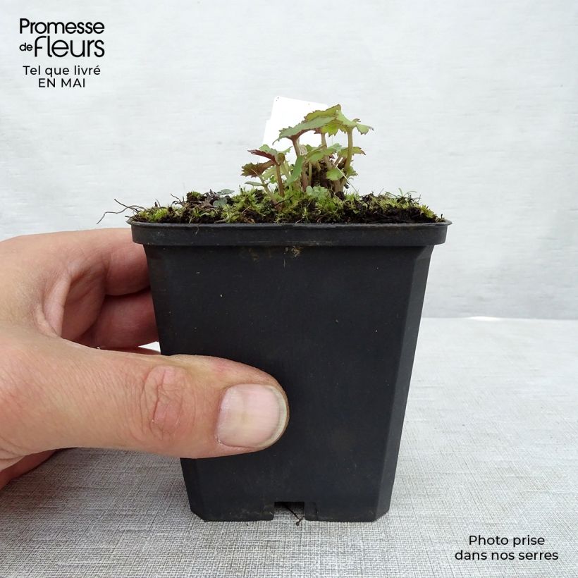 Exemplaar van Anemone Mont Rose - Herfstanemoon Kweekpotje van 8/9 cm zoals geleverd in de lente