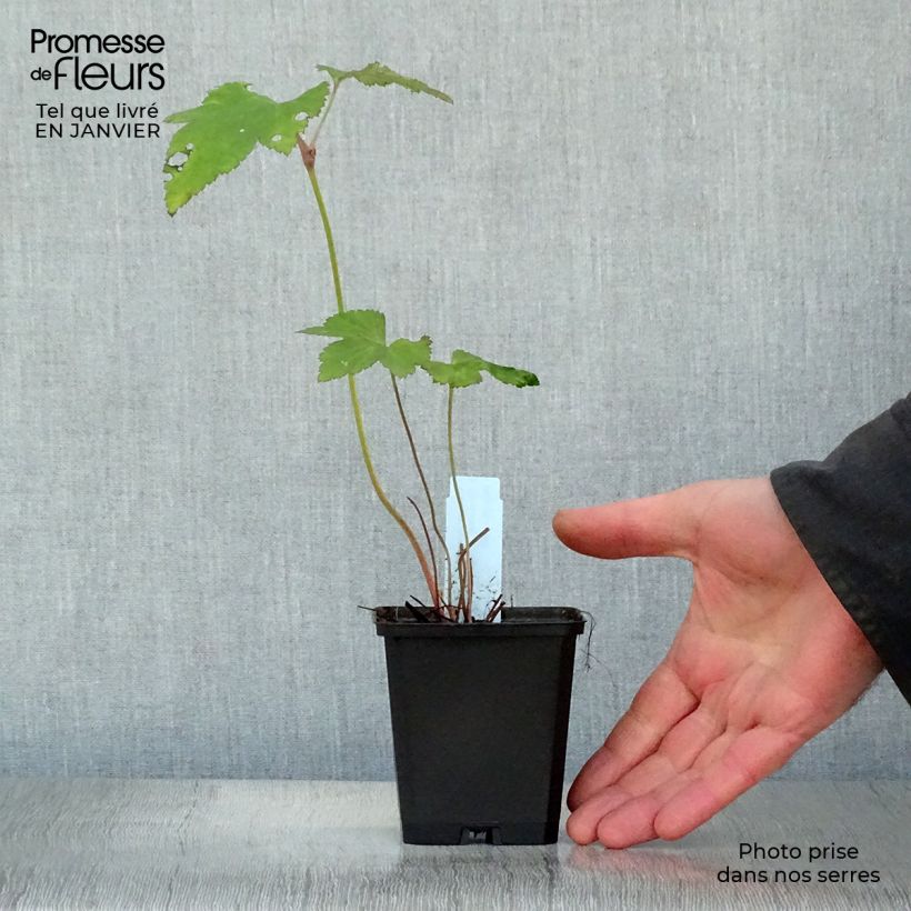 Example of Anemone Mont Rose - Herfstanemoon Kweekpotje van 8/9 cm as you get in hiver