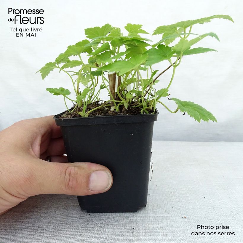 Exemplaar van Anemone hupehensis Pretty Lady Maria - Herfstanemoon Kweekpotje van 8/9 cm zoals geleverd in de lente