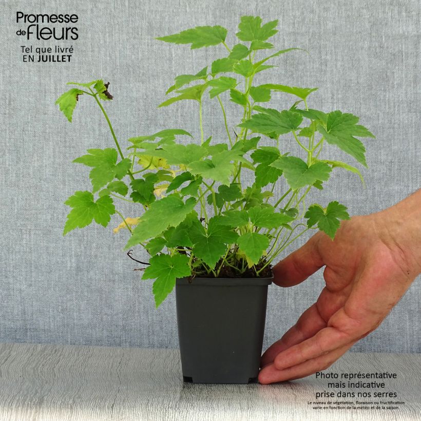 Exemplaar van Anemone hupehensis Pretty Lady Maria - Herfstanemoon Kweekpotje van 8/9 cm zoals geleverd in de zomer