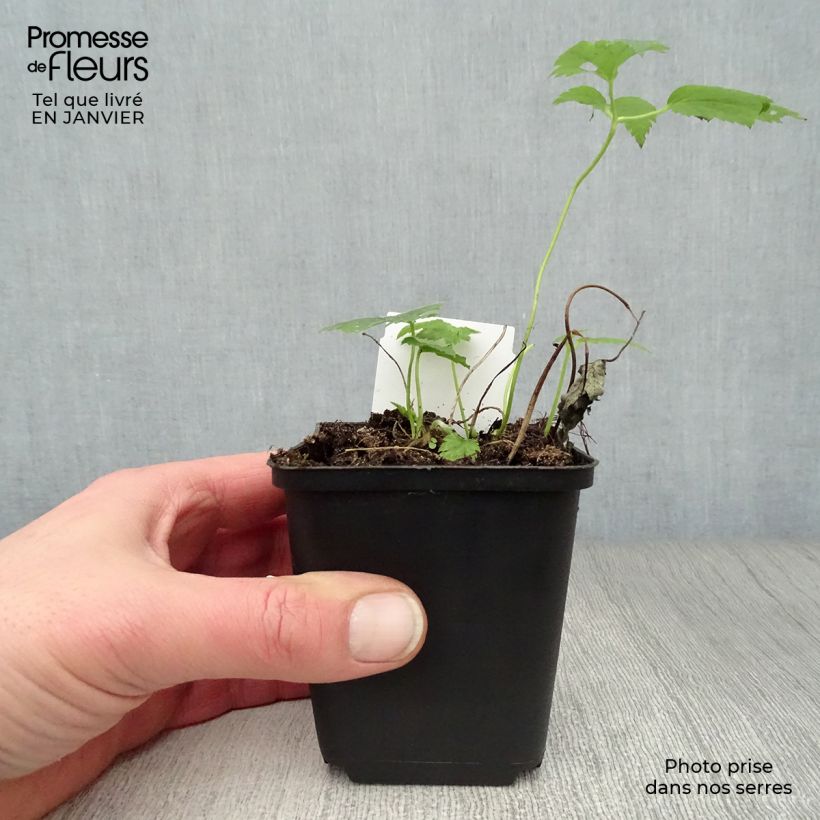 Example of Anémone japonaise Pretty Lady Maria Kweekpotje van 8/9 cm as you get in hiver