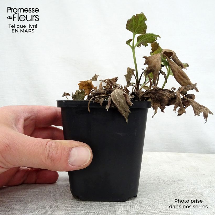 Exemplaar van Anemone Pretty Lady Susan - Herfstanemoon Kweekpotje van 8/9 cm zoals geleverd in de lente