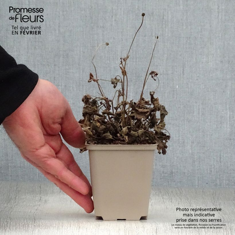 Example of Anémone japonaise Pretty Lady Susan Kweekpotje van 8/9 cm as you get in hiver