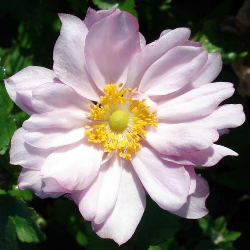 Anemone Königin Charlotte - Herfstanemoon (Flowering)