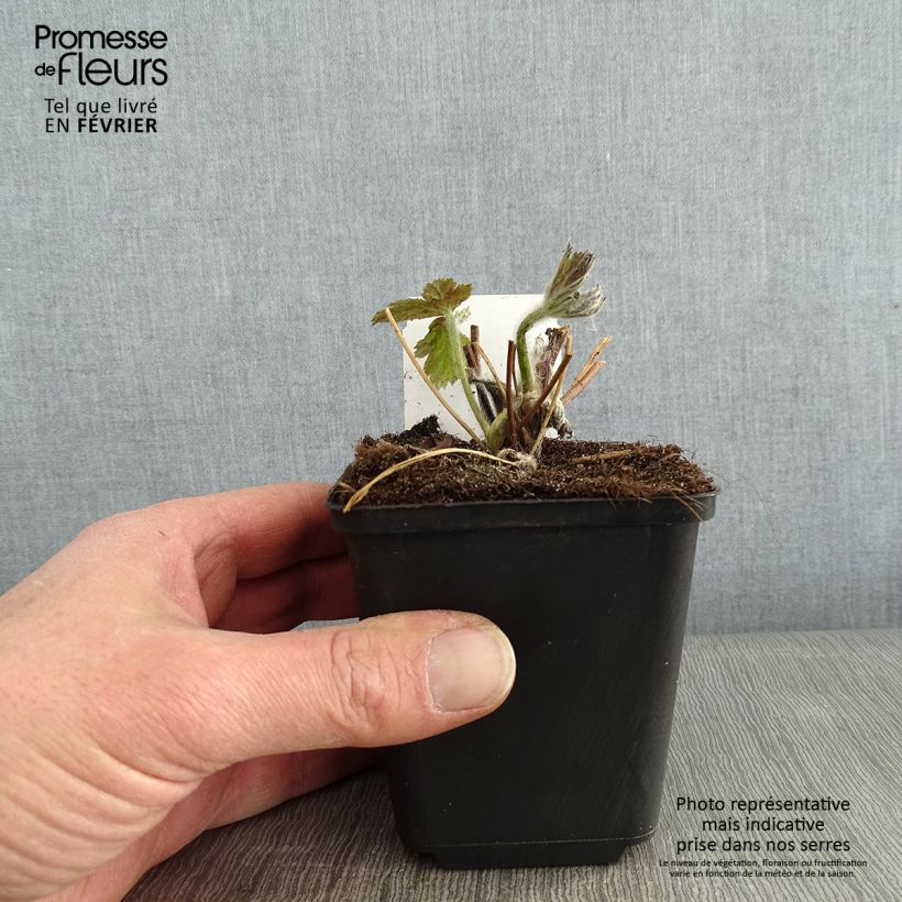 Example of Anemone Regal Swan - Herfstanemoon Kweekpotje van 8/9 cm as you get in hiver