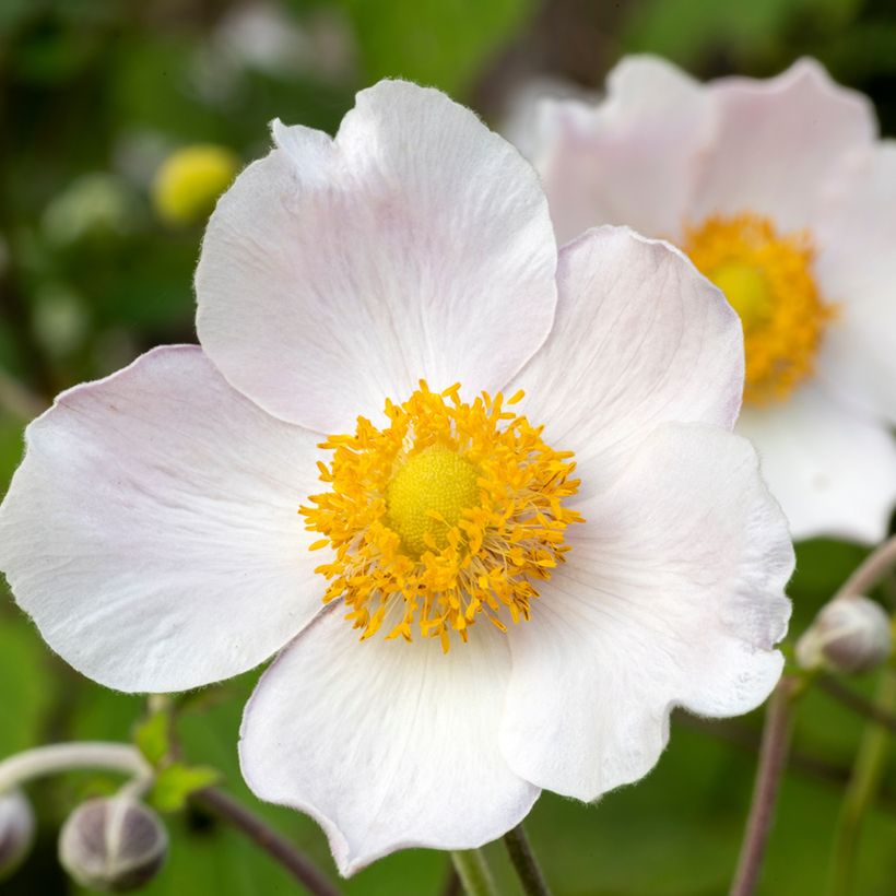 Anemone Regal Swan - Herfstanemoon (Flowering)