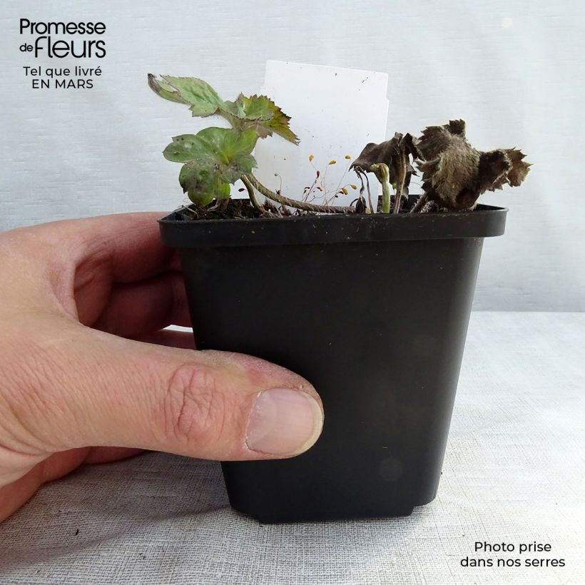 Exemplaar van Anemone Königin Charlotte - Herfstanemoon Kweekpotje van 8/9 cm zoals geleverd in de lente