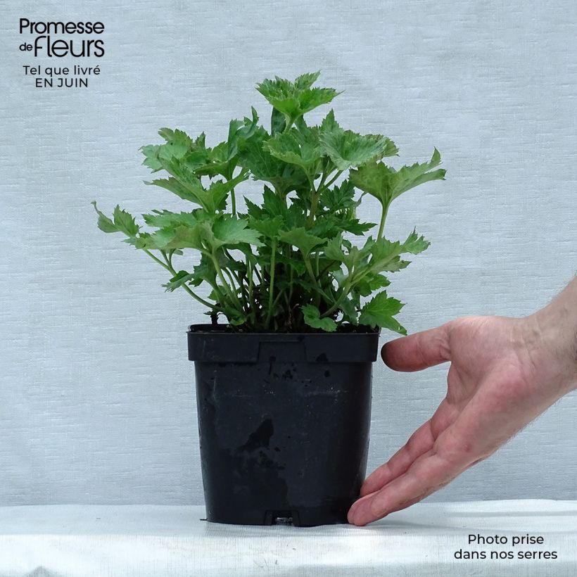 Exemplaar van Anemone Königin Charlotte - Herfstanemoon Pot van 2 l/3 l zoals geleverd in de zomer