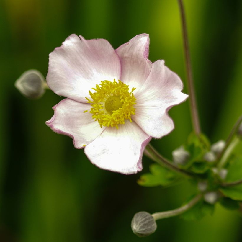 Anemone tomentosa Robustissima - Herfstanemoon (Flowering)