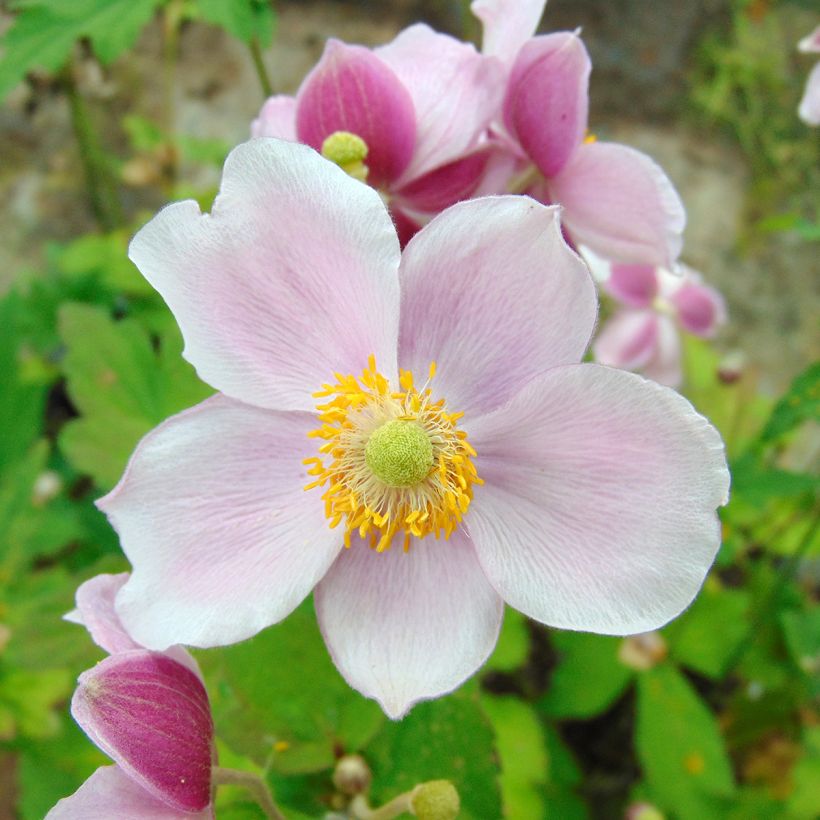 Anemone hupehensis September Charm - Herfstanemoon (Flowering)