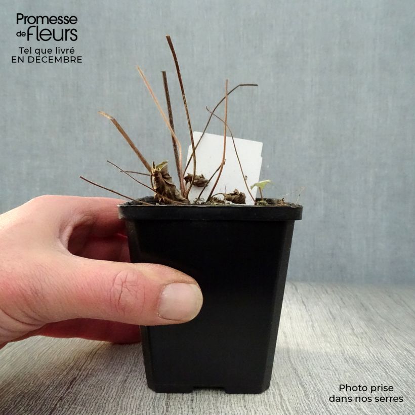 Example of Anemone hupehensis September Charm - Herfstanemoon Kweekpotje van 8/9 cm as you get in hiver