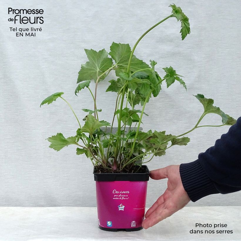 Exemplaar van Anemone hupehensis September Charm - Herfstanemoon Pot van 2 l/3 l zoals geleverd in de lente