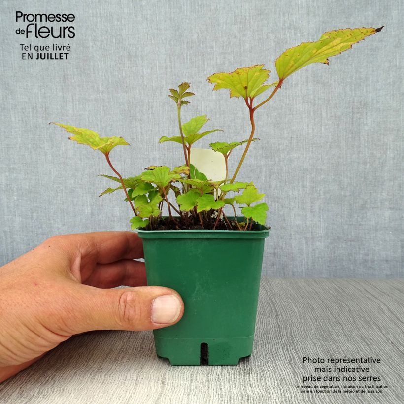 Exemplaar van Anemone hupehensis Splendens - Herfstanemoon Kweekpotje van 8/9 cm zoals geleverd in de zomer
