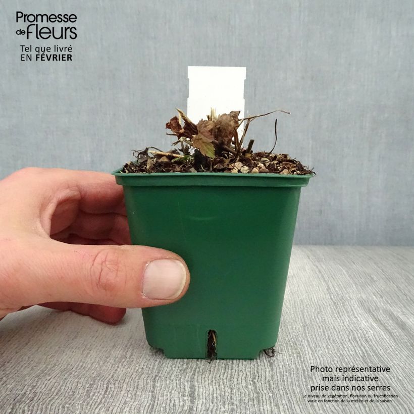 Example of Anémone japonaise Splendens - Anemone hupehensis var.japonica Kweekpotje van 8/9 cm as you get in hiver