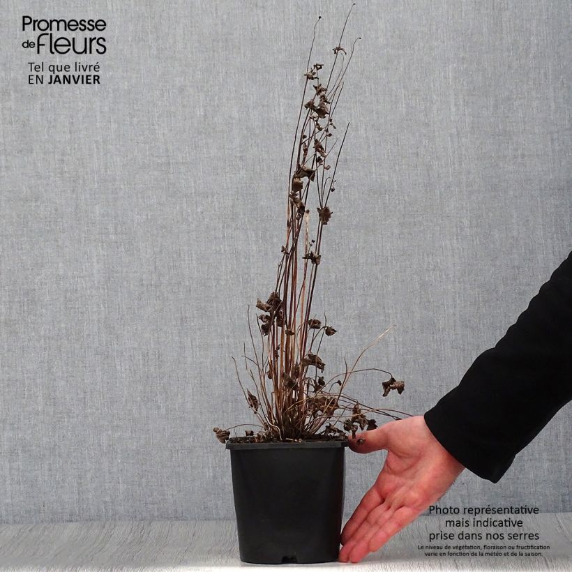 Example of Anémone japonaise Splendens - Anemone hupehensis var.japonica Pot van 2 l/3 l as you get in hiver