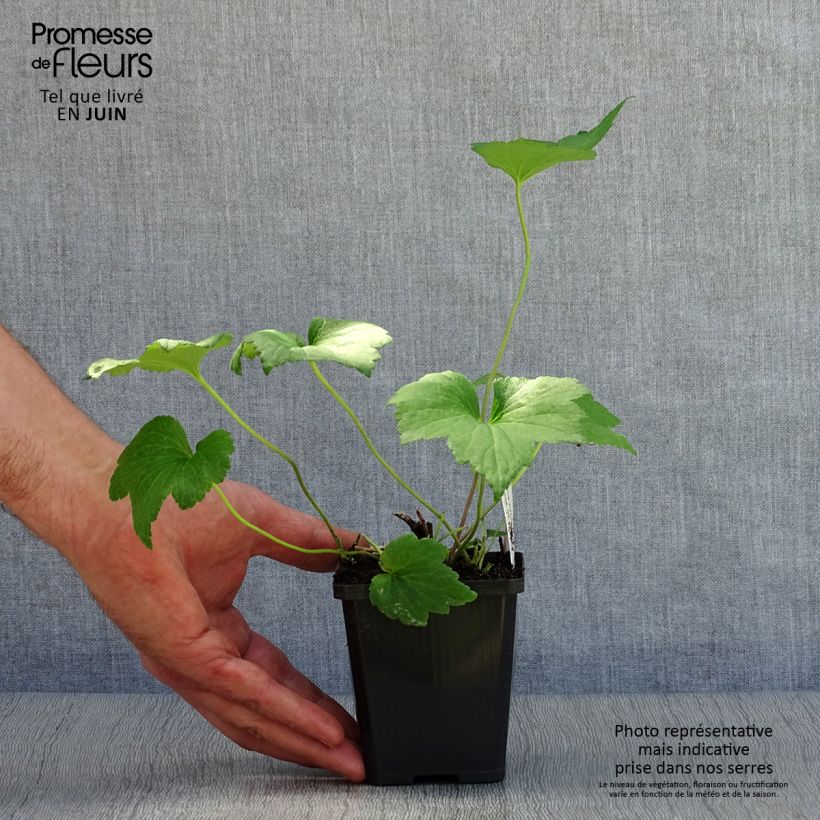 Exemplaar van Anemone Whirlwind - Herfstanemoon Kweekpotje van 8/9 cm zoals geleverd in de zomer