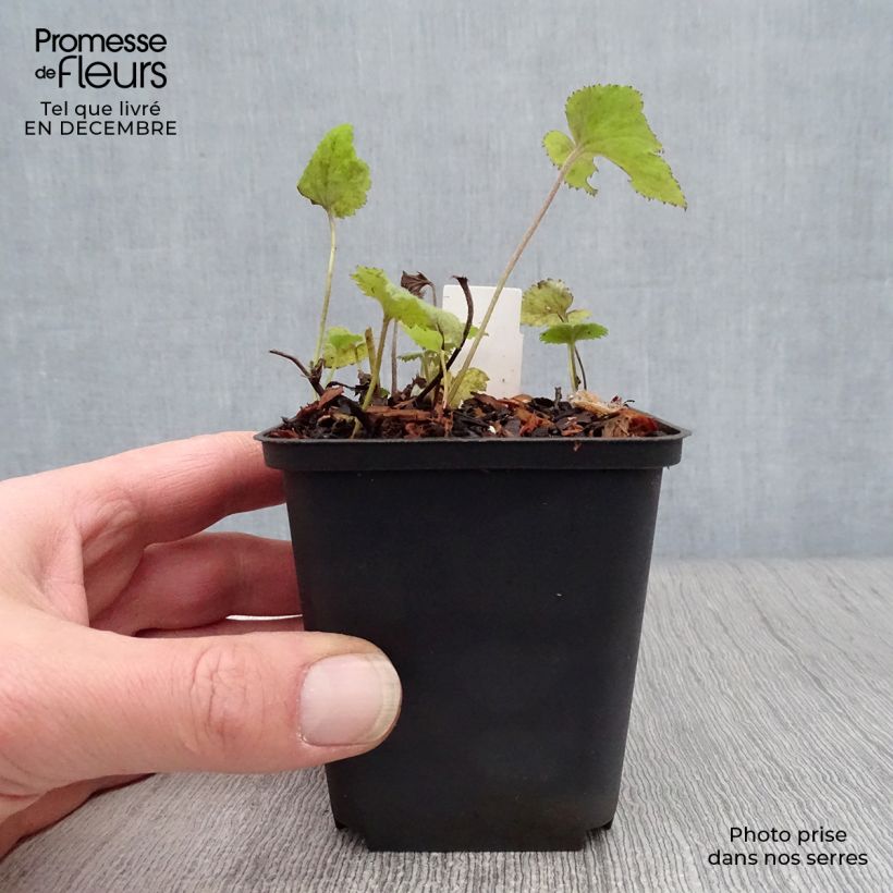 Example of Anemone Whirlwind - Herfstanemoon Kweekpotje van 8/9 cm as you get in hiver