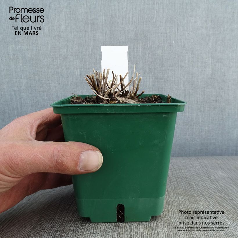 Example of Anemone Whirlwind - Herfstanemoon Pot van 1,5 l/2 l as you get in hiver