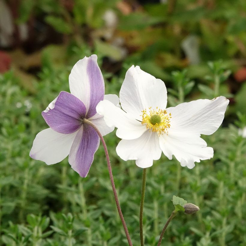 Anemone Wild Swan - Herfstanemoon (Bloei)