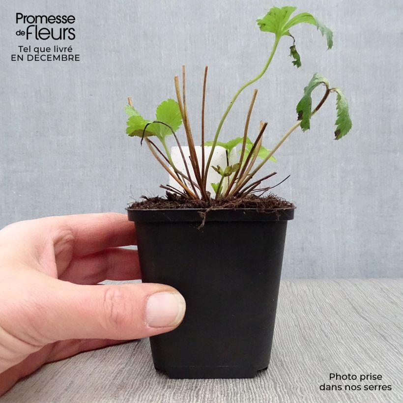 Example of Anémone japonaise Wild Swan Kweekpotje van 8/9 cm as you get in hiver