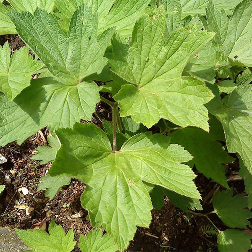 Anemone hupehensis Splendens - Herfstanemoon (Foliage)