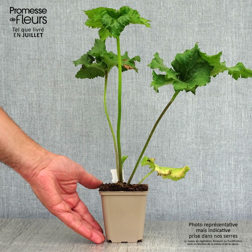 Exemplaar van Anemone Serenade - Herfstanemoon Kweekpotje van 8/9 cm zoals geleverd in de zomer
