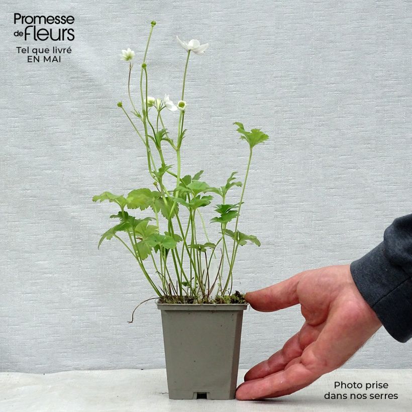 Exemplaar van Anemone leveillei - Blauwwitte anemoon Kweekpotje van 8/9 cm zoals geleverd in de lente