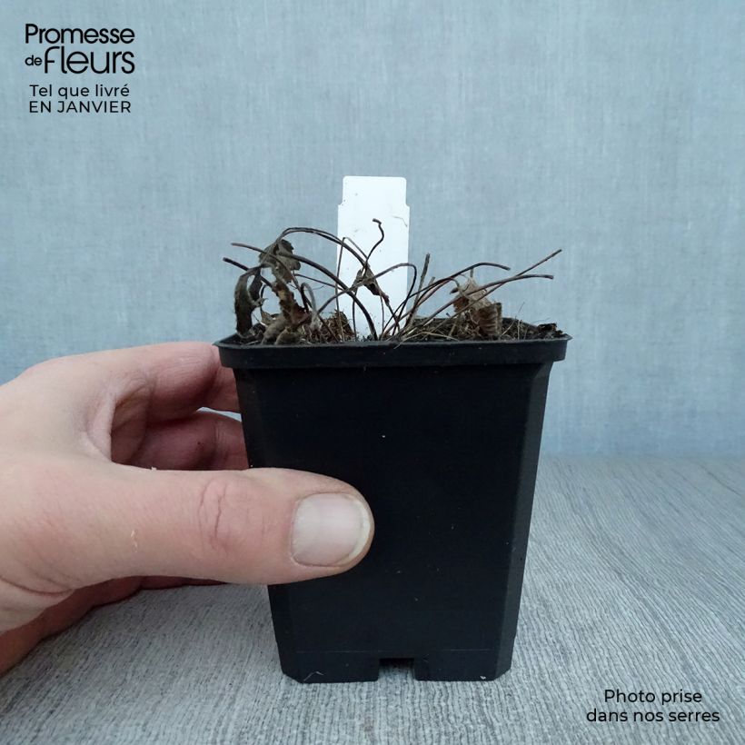 Example of Anemone leveillei - Blauwwitte anemoon Kweekpotje van 8/9 cm as you get in hiver