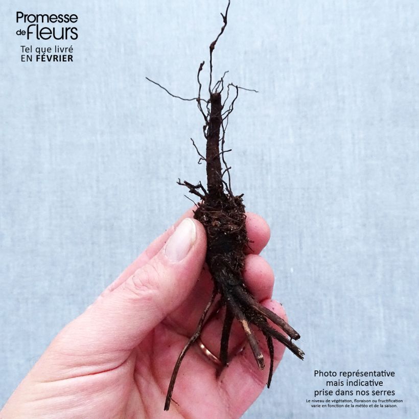 Example of Anemone leveillei - Blauwwitte anemoon Naakte wortel as you get in hiver