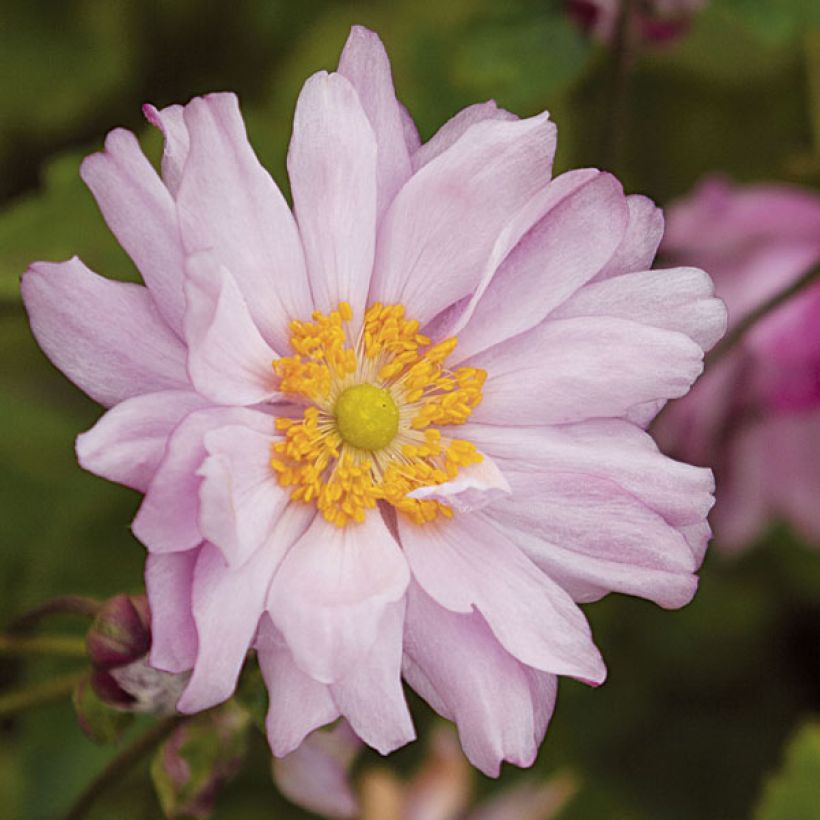 Anemone Mont Rose - Herfstanemoon (Flowering)