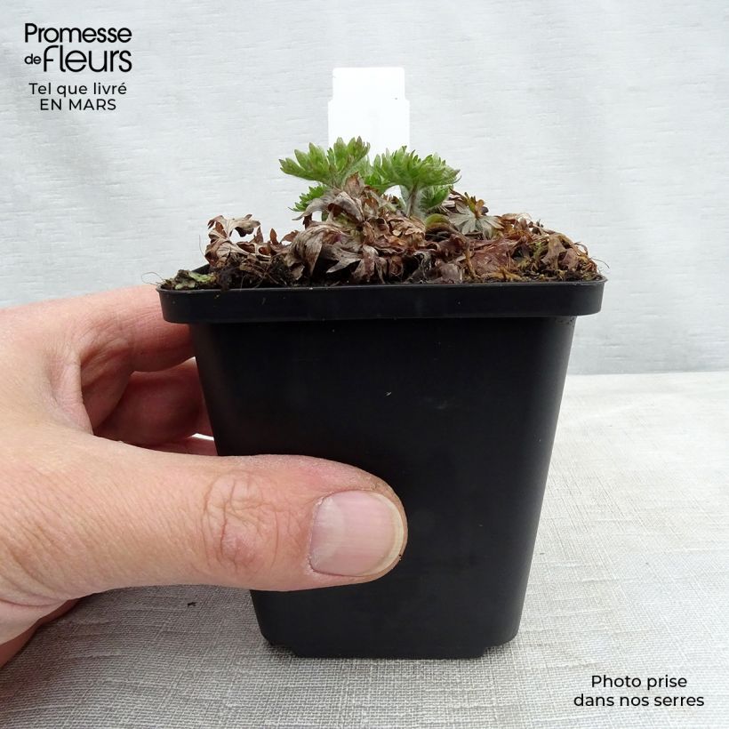 Exemplaar van Anemone multifida Major - Gevulde anemoon Kweekpotje van 8/9 cm zoals geleverd in de lente