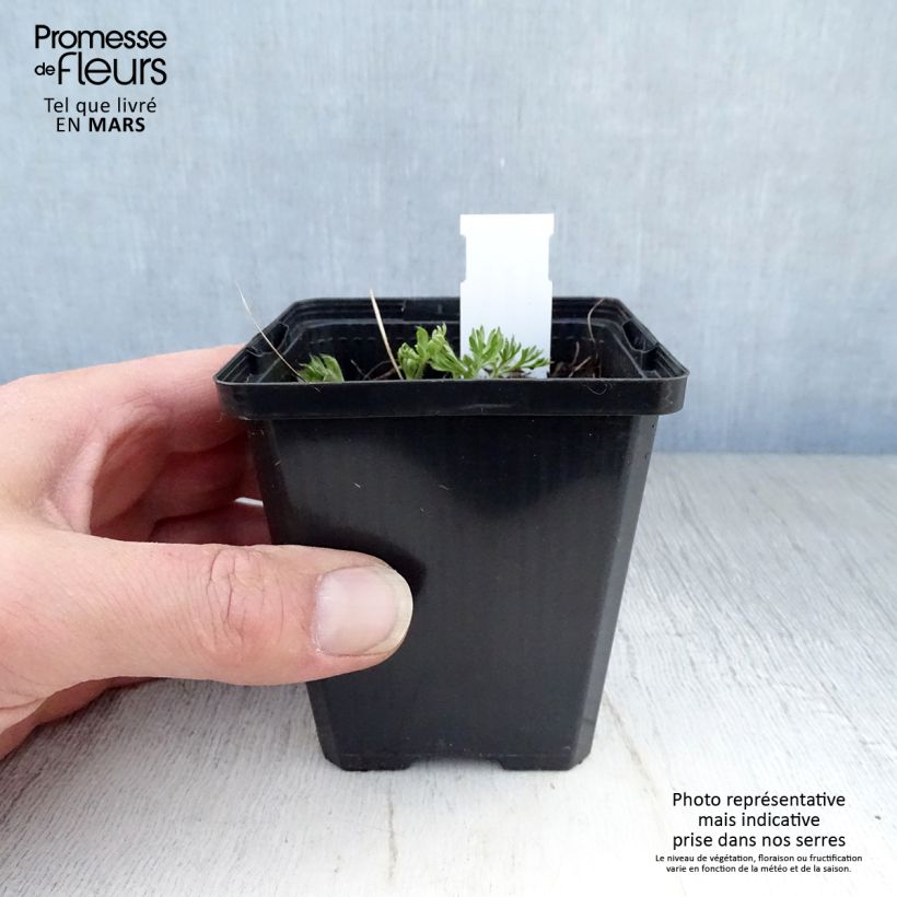 Exemplaar van Anemone multifida Rosea - Gevulde anemoon Kweekpotje van 8/9 cm zoals geleverd in de lente