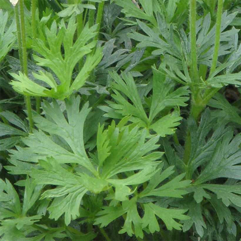 Anemone multifida Rubra - Gevulde anemoon (Foliage)