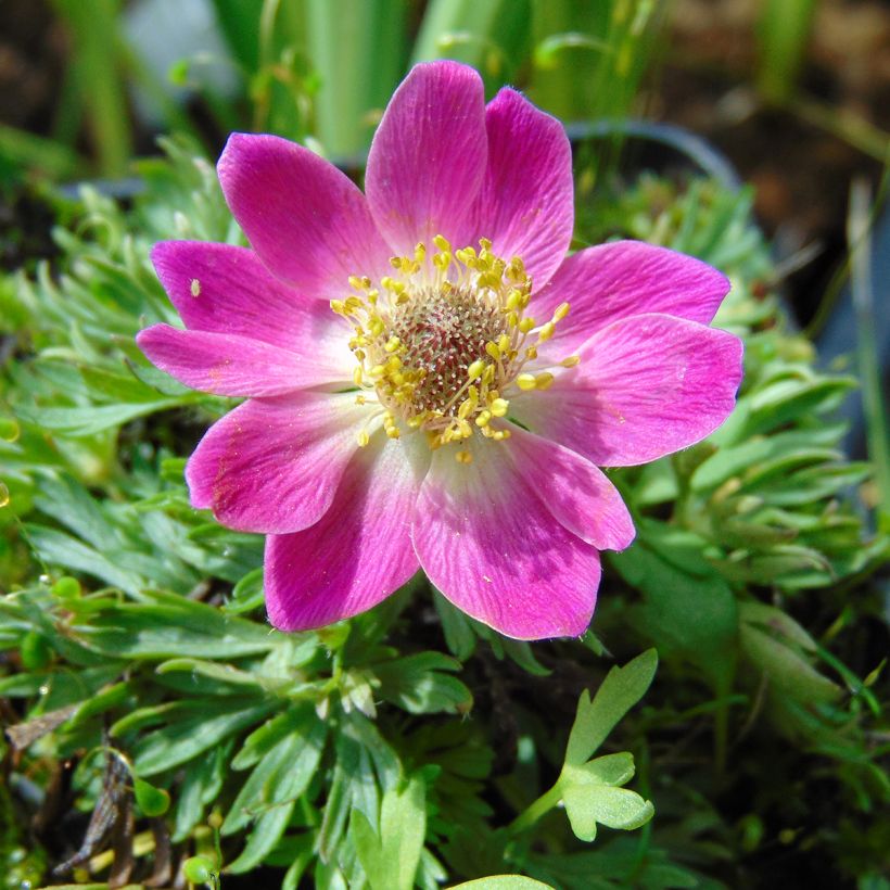 Anemone multifida Rubra - Gevulde anemoon (Flowering)