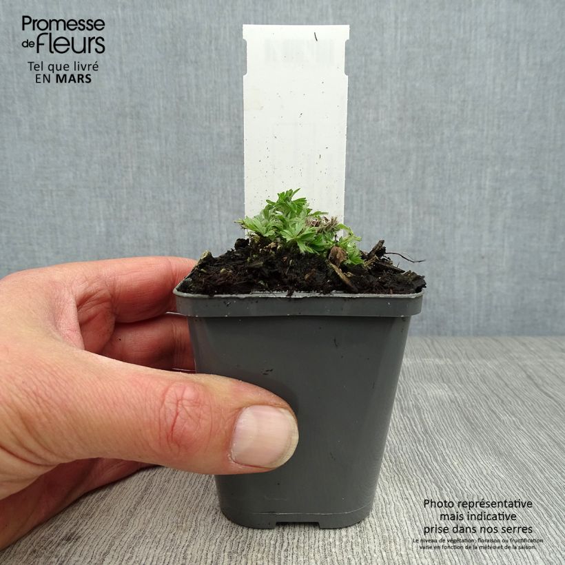 Exemplaar van Anemone multifida Rubra - Gevulde anemoon Kweekpotje van 8/9 cm zoals geleverd in de lente