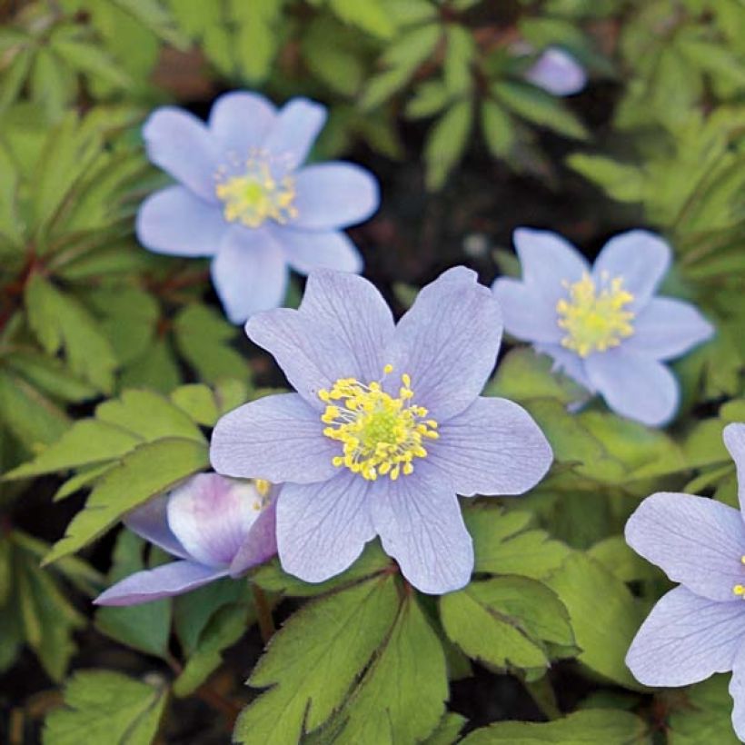 Anemone nemorosa Robinsoniana - Bosanemoon (Bloei)