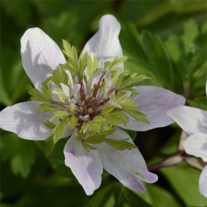 Anemone nemorosa Green Fingers - Bosanemoon (Bloei)