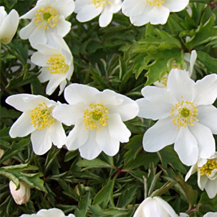 Anemone nemorosa Leeds Variety - Bosanemoon (Bloei)