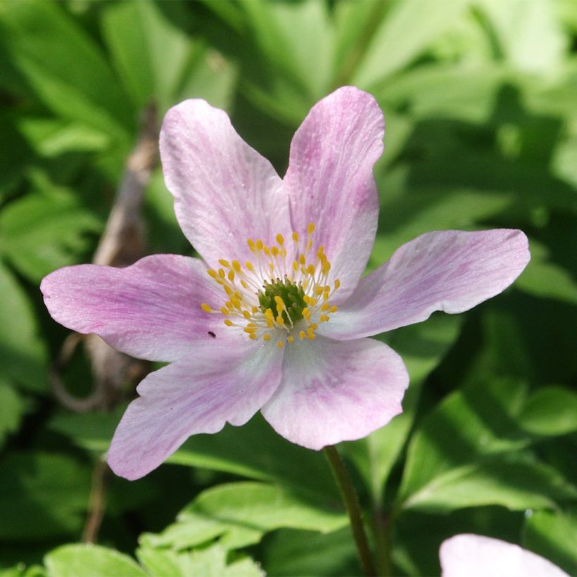 Anemone nemorosa Marie-Rose - Bosanemoon (Bloei)