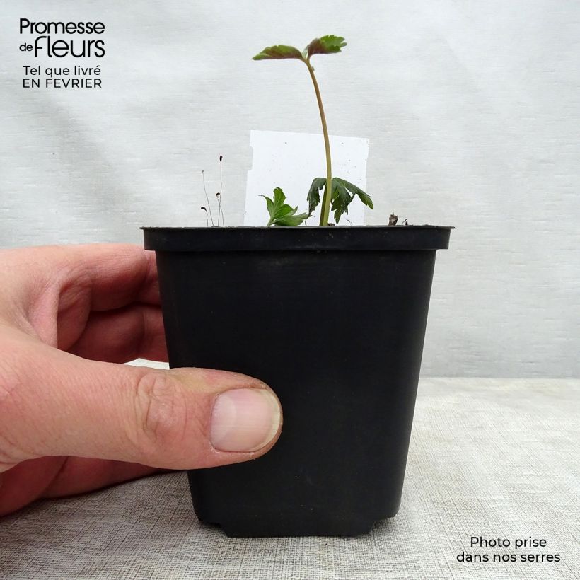 Example of Anemone nemorosa -  Witte bosanemoon Kweekpotje van 8/9 cm as you get in hiver