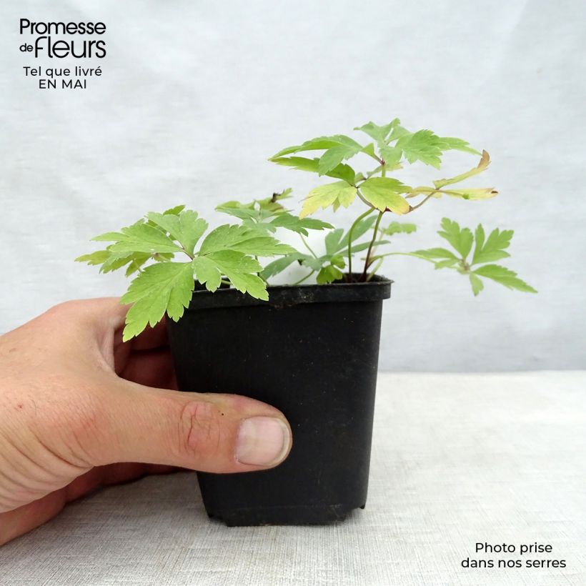 Exemplaar van Anemone nemorosa -  Witte bosanemoon Kweekpotje van 8/9 cm zoals geleverd in de lente