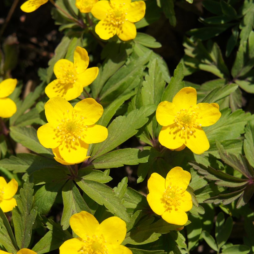 Anemone ranunculoides - Gele anemoon (Bloei)