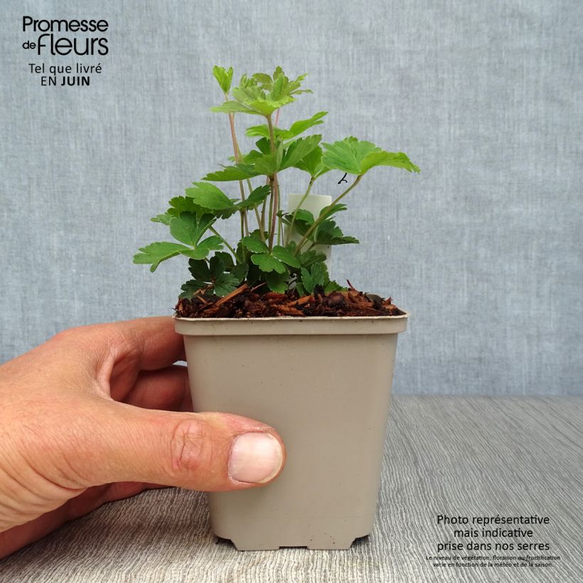 Exemplaar van Anemone sylvestris - Grote anemoon Kweekpotje van 8/9 cm zoals geleverd in de zomer