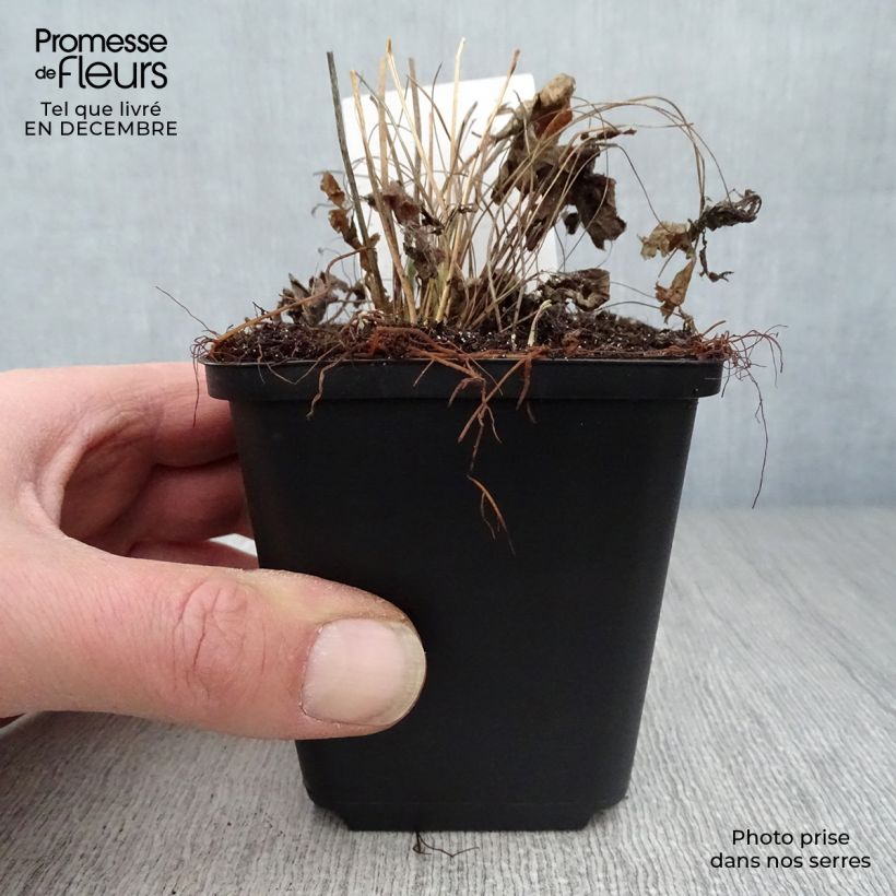 Example of Anémone sauvage - Anemone sylvestris Kweekpotje van 8/9 cm as you get in hiver